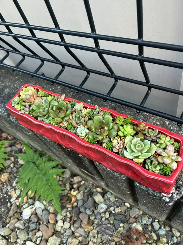 赤い長方形の鉢に植えた寄せ植え（Lサイズ）