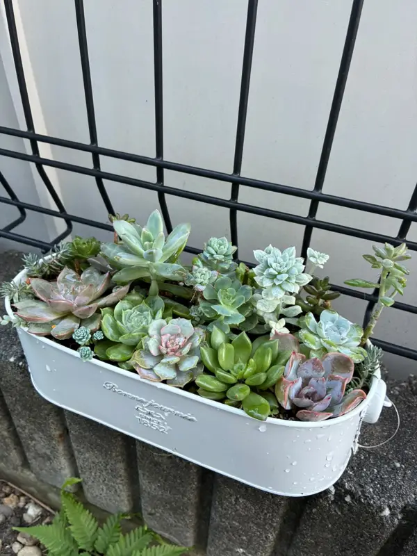 白いブリキの鉢に植えた寄せ植え（Lサイズ）