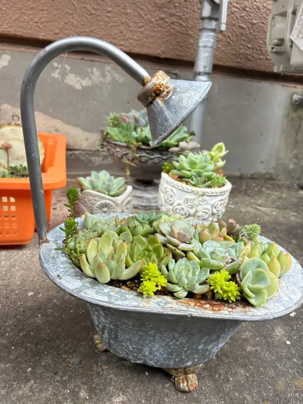 バスタブの形の鉢に植えた寄せ植え（Lサイズ）