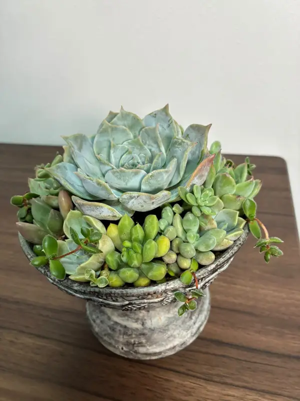 脚つきの鉢に植えた寄せ植え（Lサイズ）