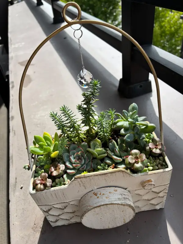 カメラの形の鉢に植えた寄せ植え（Lサイズ）