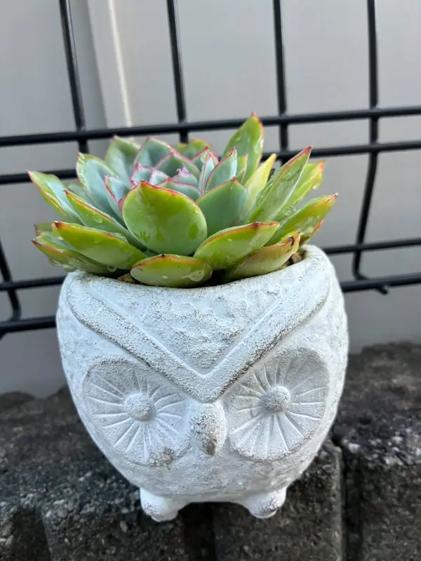 白いふくろうの鉢に植えたエケベリア（Mサイズ）