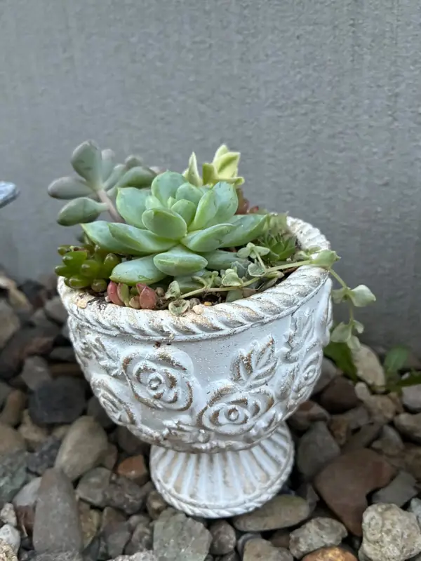 バラ模様の鉢に植えた寄せ植え（Mサイズ）