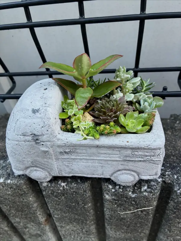 車の形の鉢に植えた寄せ植え（Sサイズ）