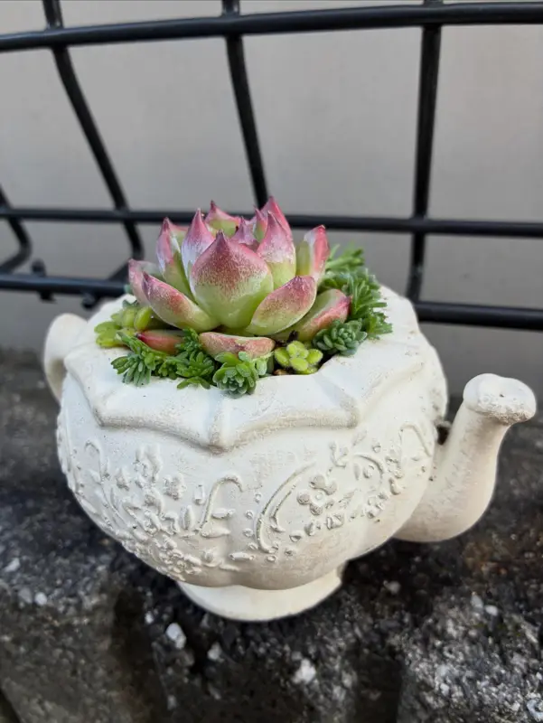 白いティーポットの鉢に植えた寄せ植え（Sサイズ）