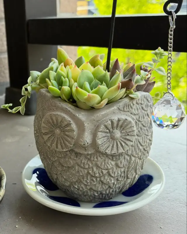 ふくろうの鉢に植えた寄せ植え（Sサイズ）