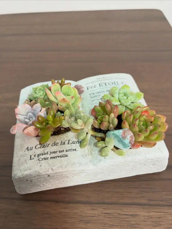 本の形の鉢に植えた寄せ植え（Sサイズ）