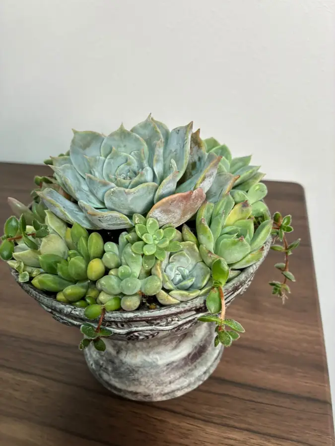 脚つきの鉢に植えた寄せ植え