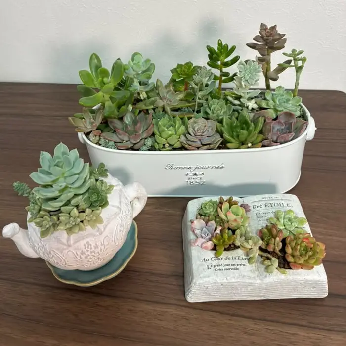 ご自宅用の寄せ植え3鉢（ブリキの鉢・ティーポットの鉢・本の形の鉢）